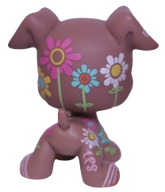 #1840 Boxer